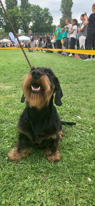 Pui tekel sârmos...Dachshund