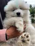 Samoyed de vânzare