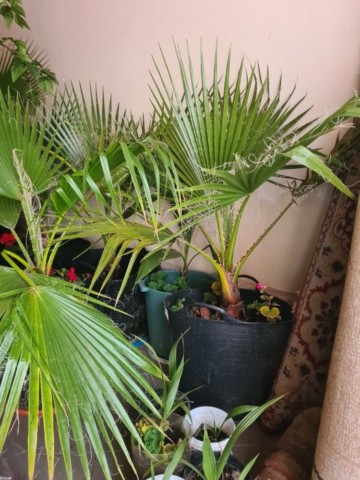 Palmieri rezistenți la frig