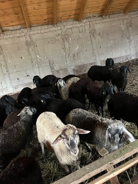 Miei karakul de ținut