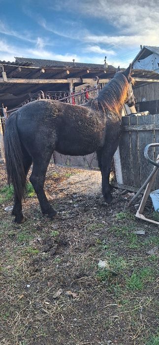 Manz castrat negru corb