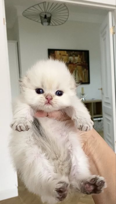 Вислоухий мальчик