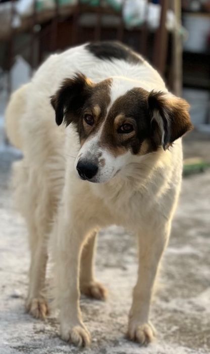 Отдам в добрые руки