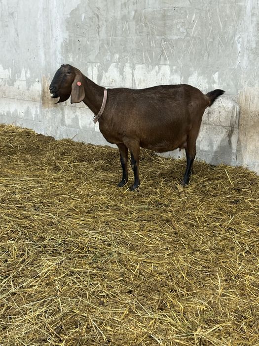 Disponibile capre AngloNubian cu certifivat de origine