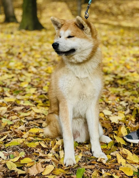 Femelă Akita Inu de 6 luni loială echilibrată iubitoare