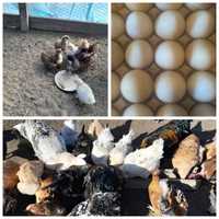 Инкубационные яйца домашних кур с доставкой