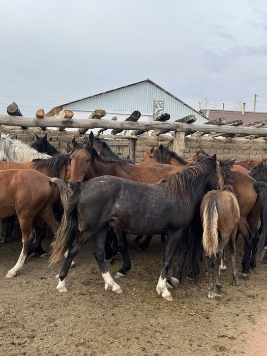 Жылкылар сатылады