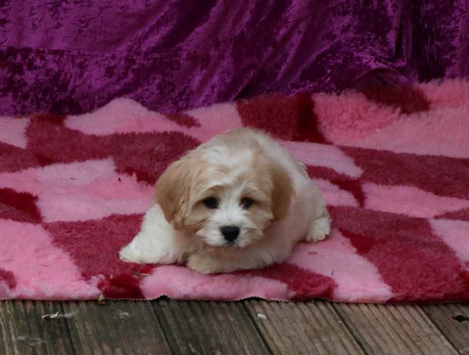 Cavapoo deosebitD