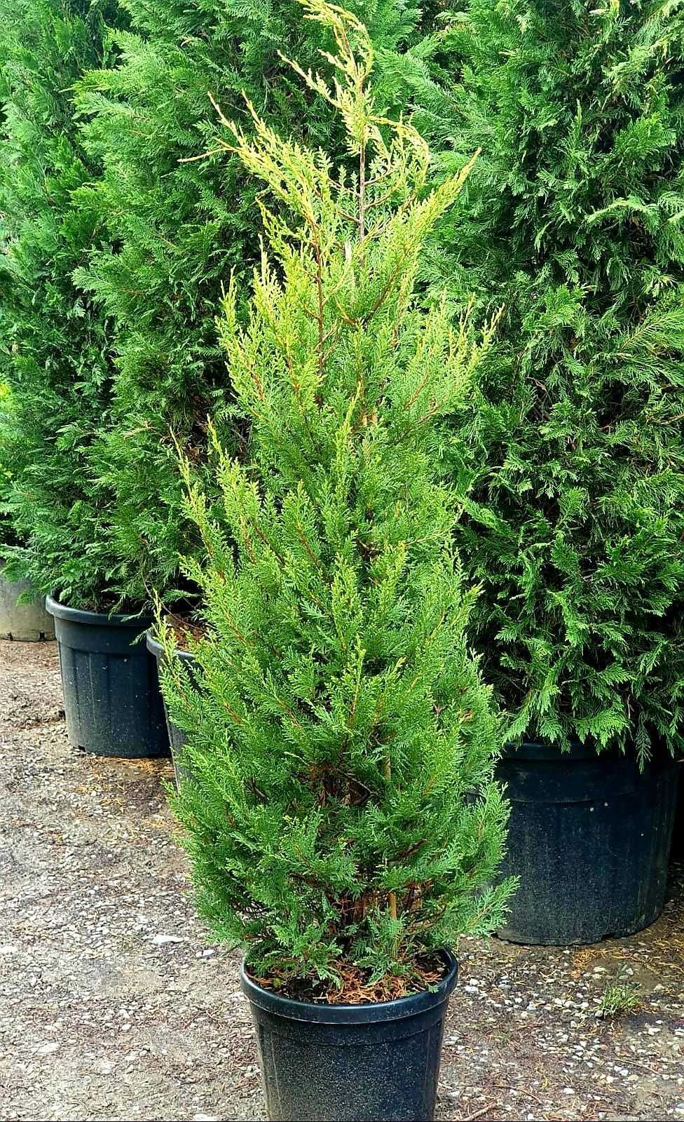 Leylandii Cupresussocyparis