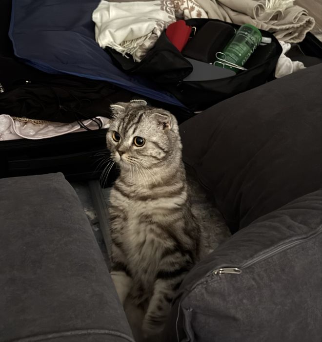 Кошка для вязки