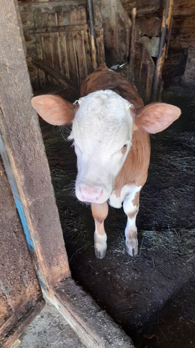 Vând vacă de 14 ani cu vițel de 2 luni!