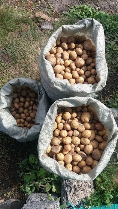 Картофель на корм и на еду