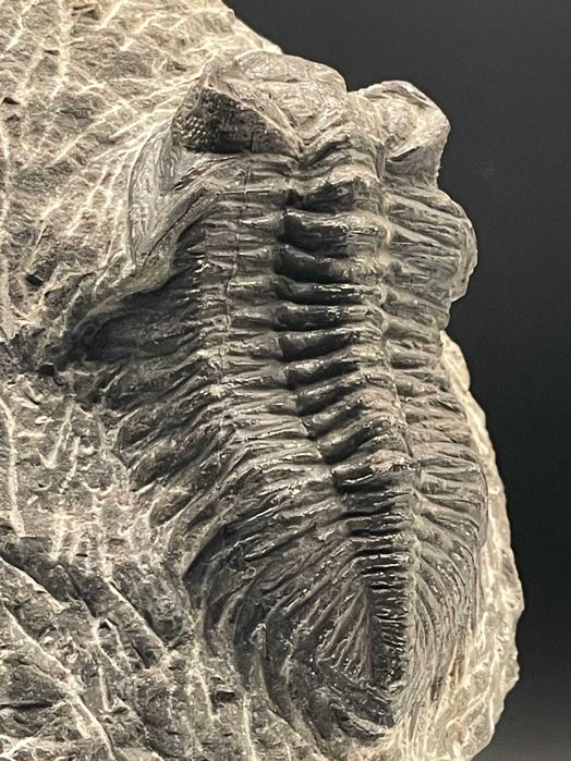 Фосил: трилобит Coltraneia, автентичен