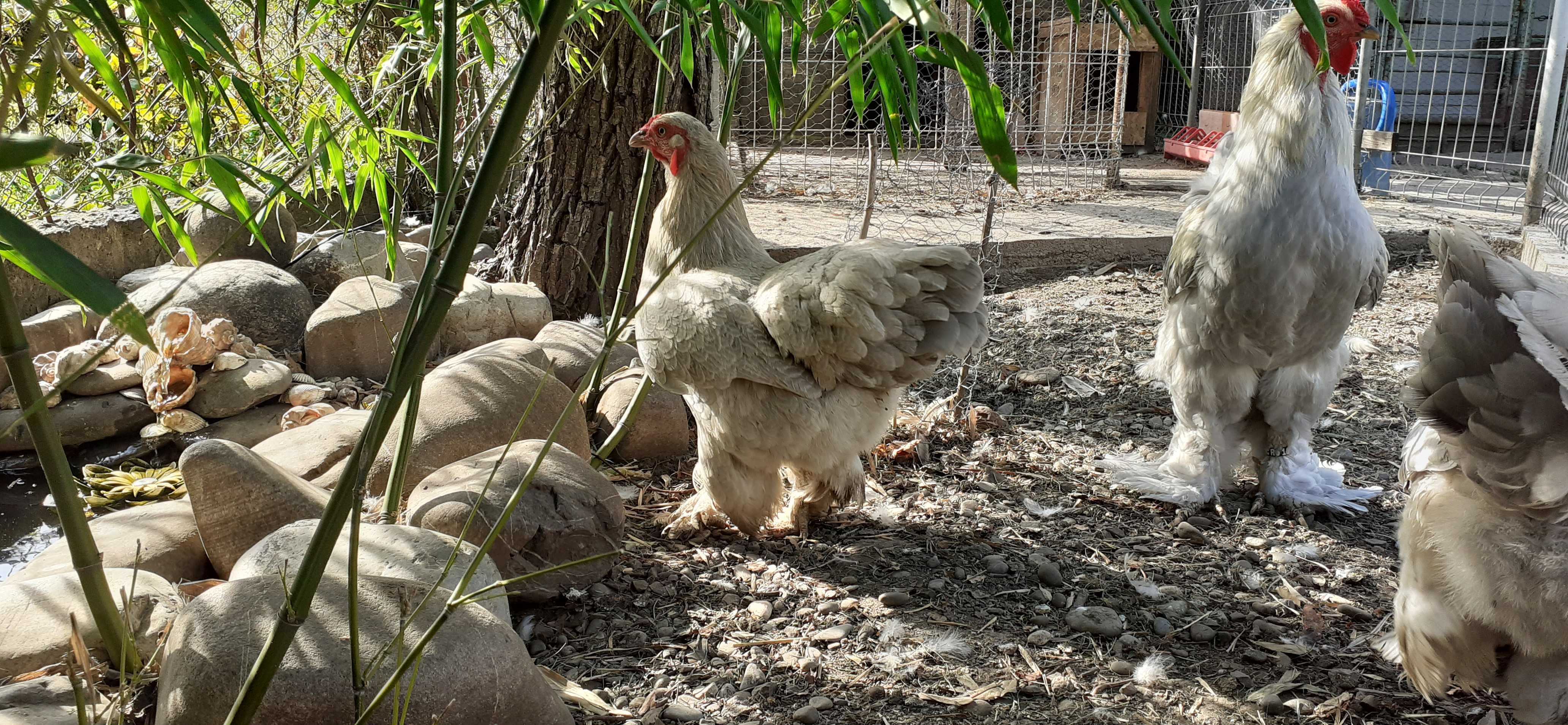 Vând ouă găină brahma culoarea Isabelle