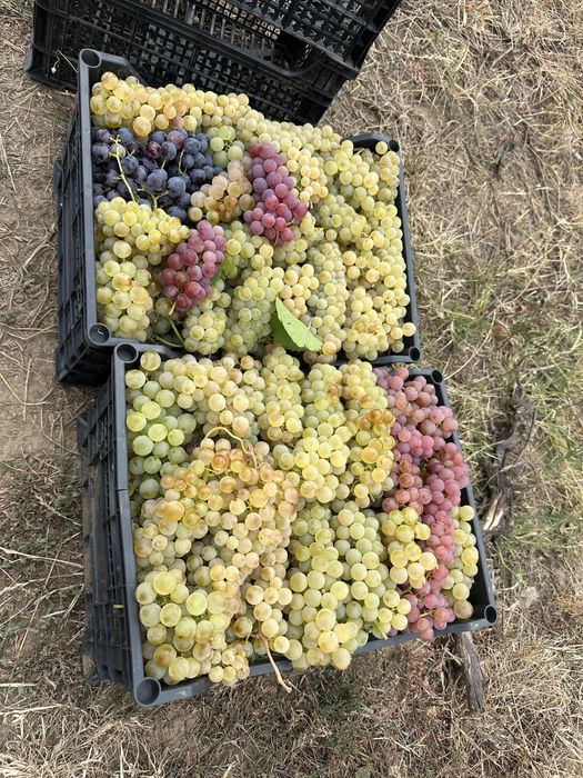 Vand struguri pentru vin