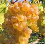 Aducem la domiciliu struguri de vin de cea mai bună calitate