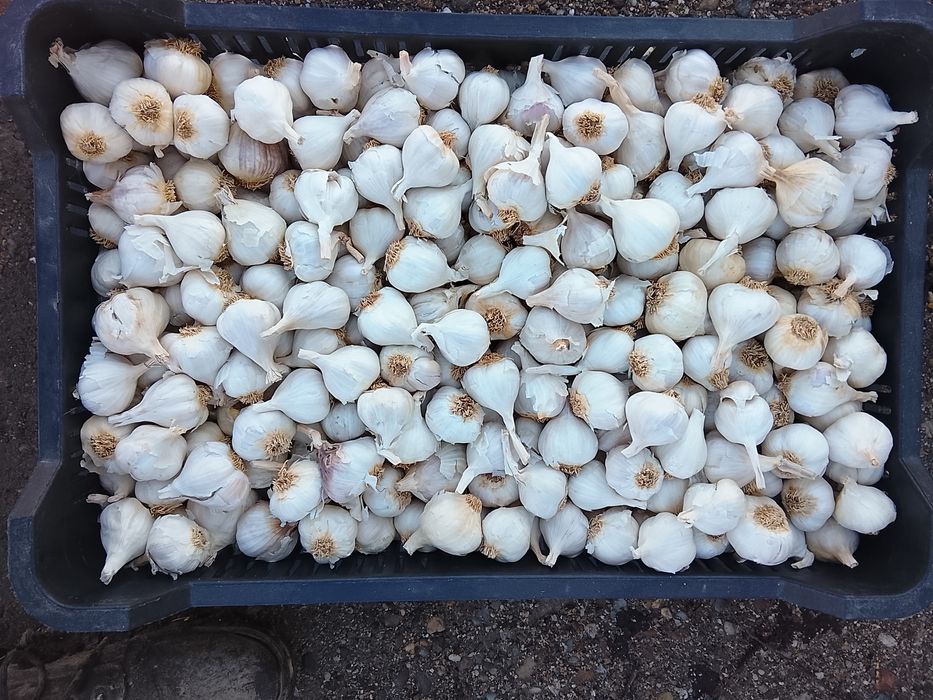 Usturoi de primavara