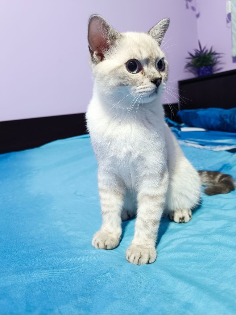 Мъжко британско коте