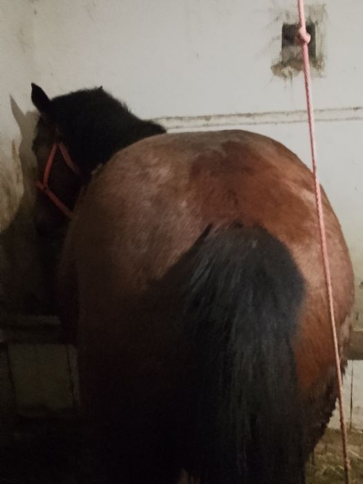 De vânzare cal de 3 ani