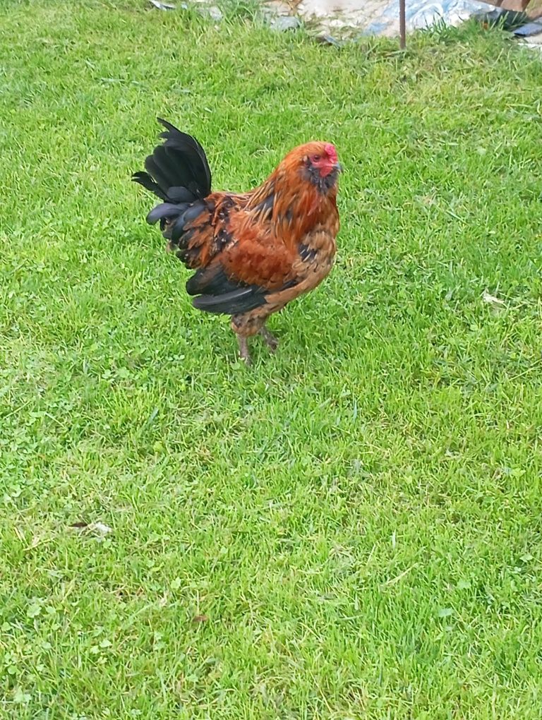 Pui Ameraucana ouă verzi