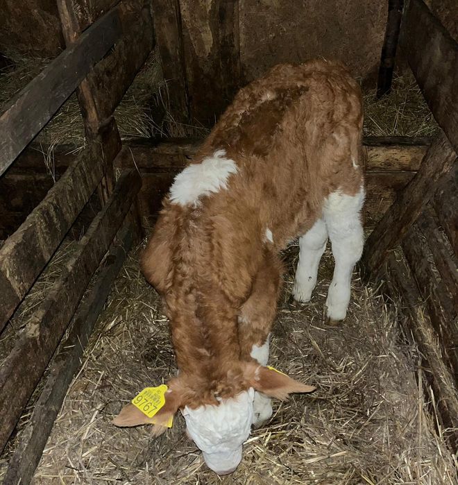 Vând vițel bălțat românesc