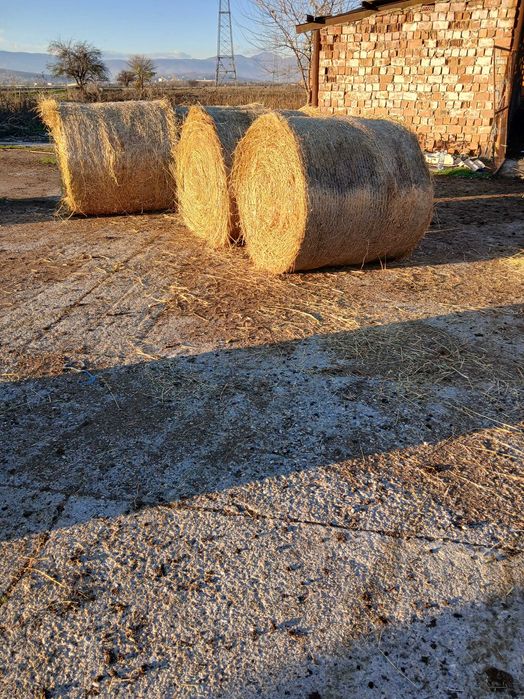 Balotii de fin  rotunzi