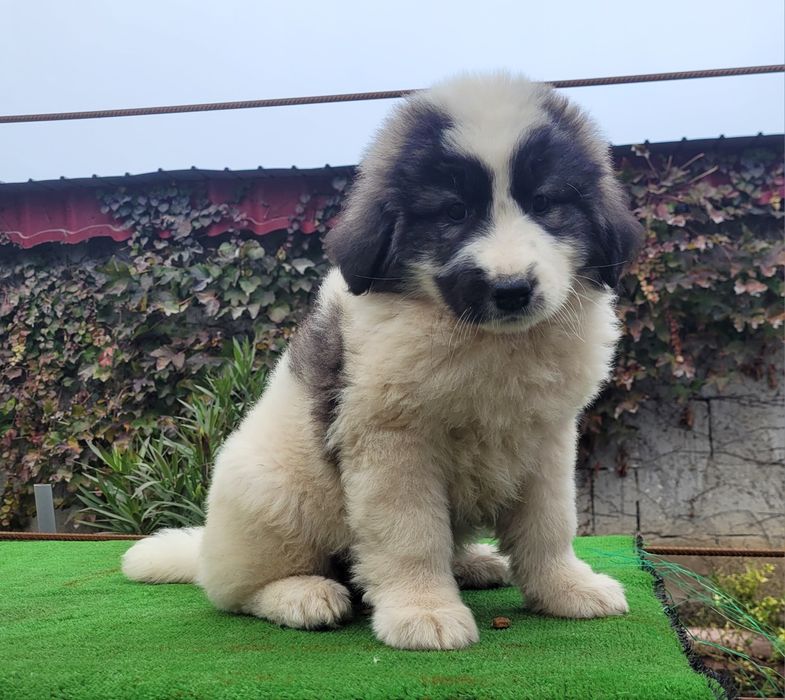 Ciobanesc de bucovina.