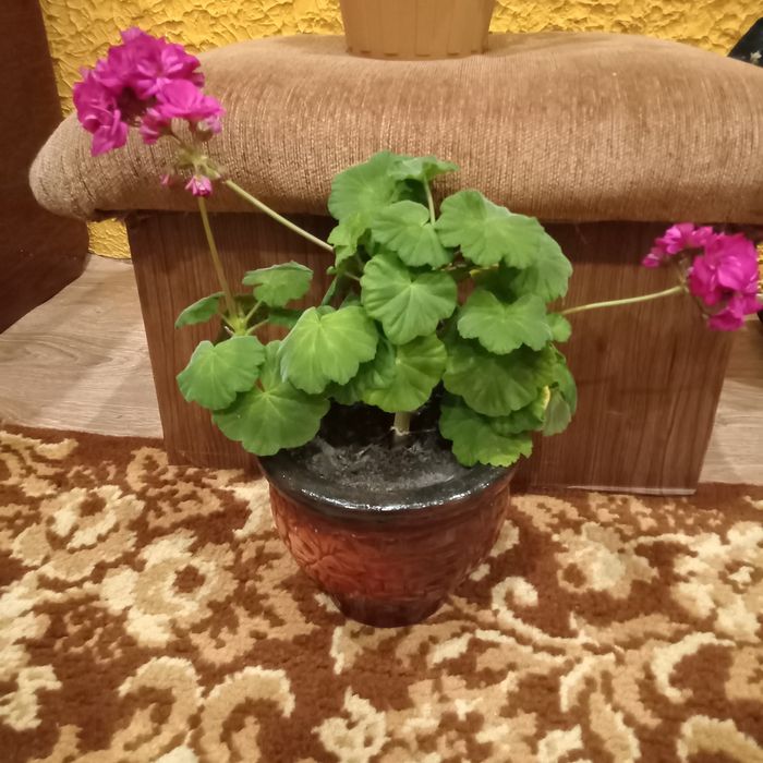 Цветы для дома , неприхотливы, можно на подарок акции