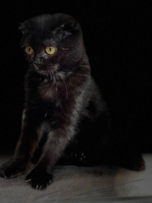 Шотландская вислоухая кошечка, 3–4 месяца — ищет дом. Ташкент