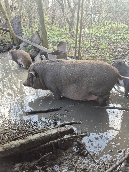 Виетнамски прасета