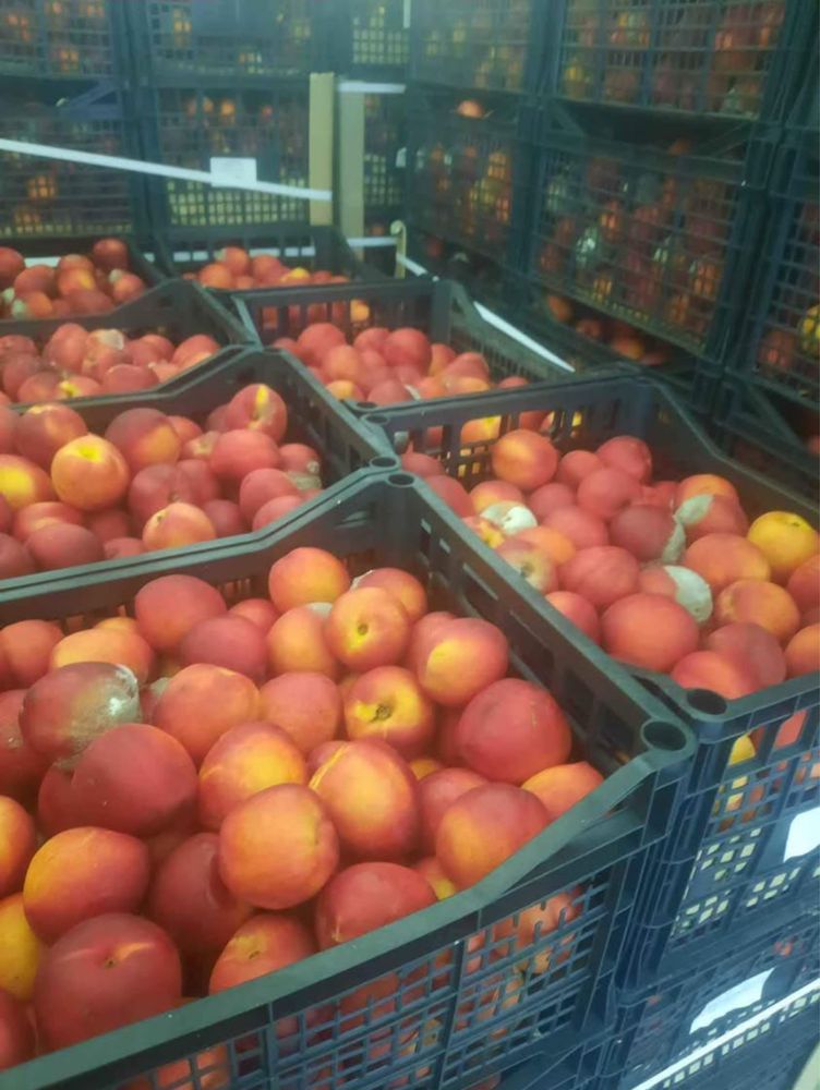 Vand nectarine pentru tuica