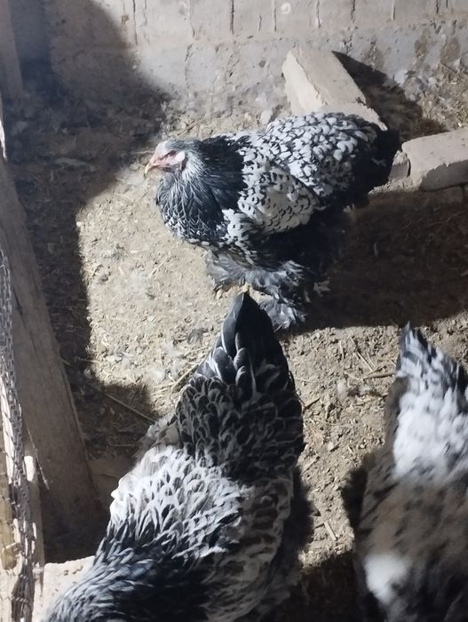 Брама тухумлари сотилади