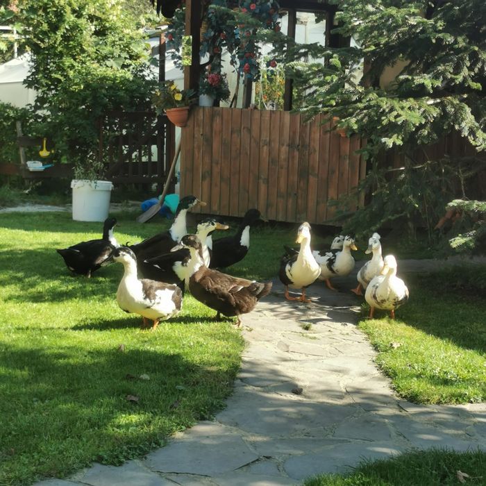 . Ouă proaspete de găină și rață – naturale, crescute liber