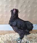 Cocoși Araucana pe negru de vânzare