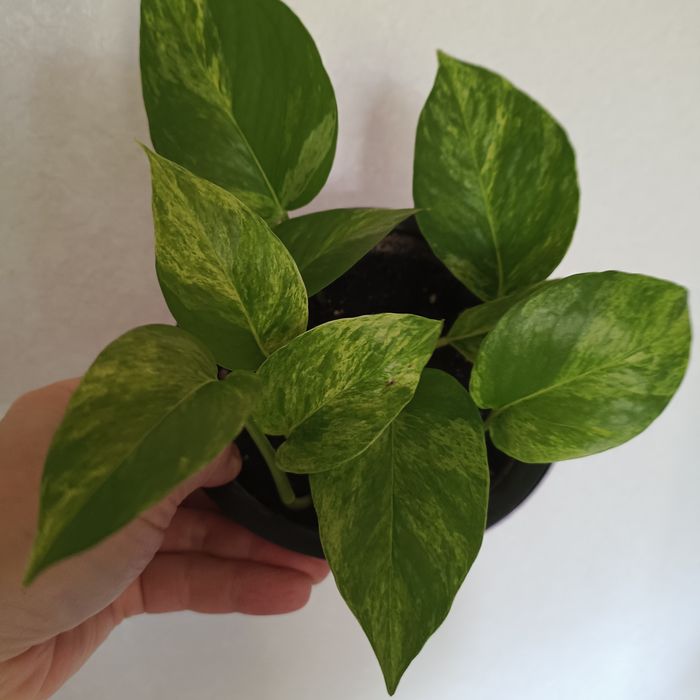 Комнатные растения.