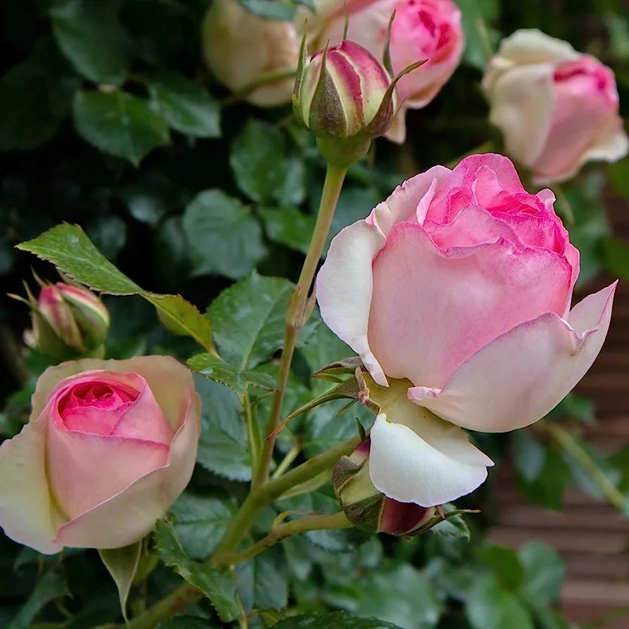 Trandafir Eden Rose Catarator( 2m)