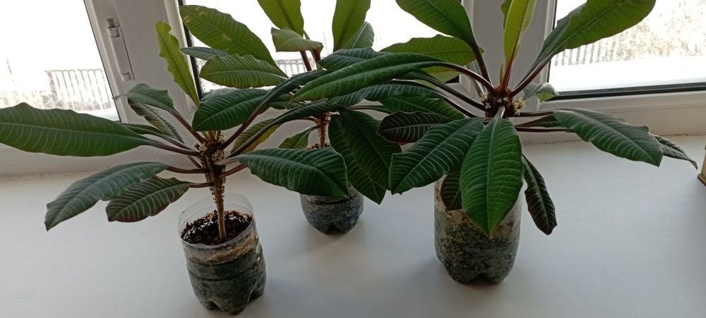 Комнатный цветок молочай...