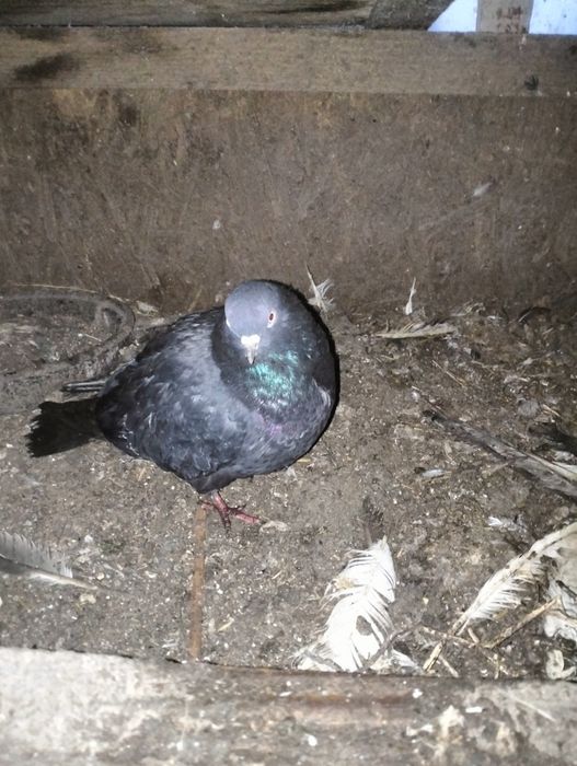 Vand sau schimb jucatori parlor, standard..etc