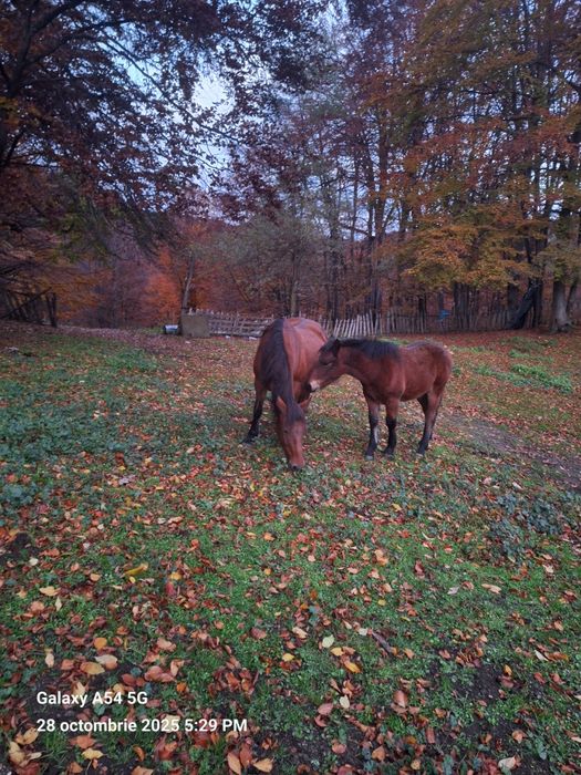 Vând  mânz de 5 luni 6