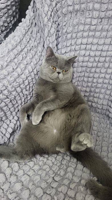 TEKIN vyazka britanskiy