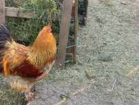 De vânzare cocosi Brahma