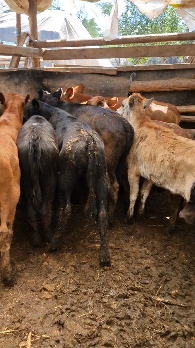 Vând vitei de rasa județul Buzău