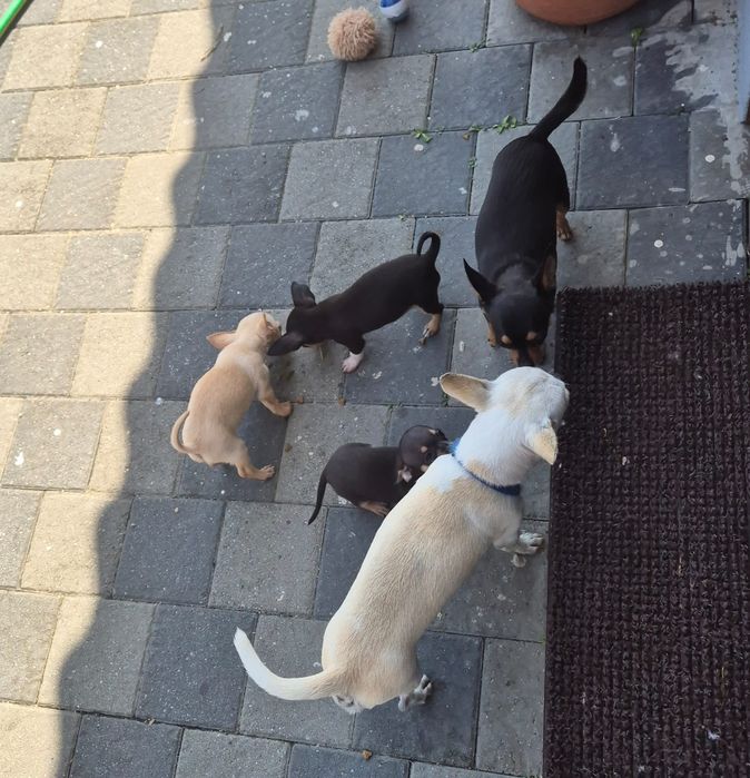 Băietel Chihuahua  ,8 săptămâni,superb.