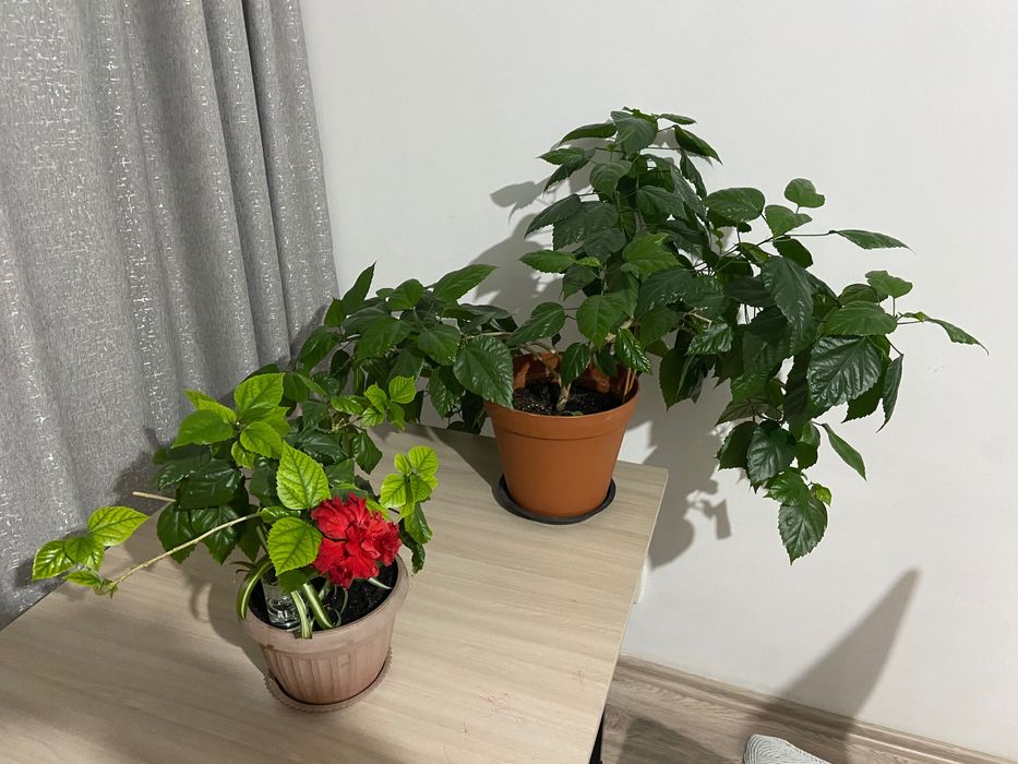 Китайская Роза Гибискус