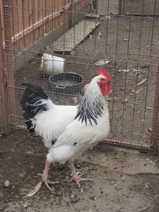 Vând păsări de casa