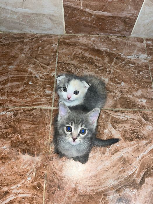 Шотланский кошки