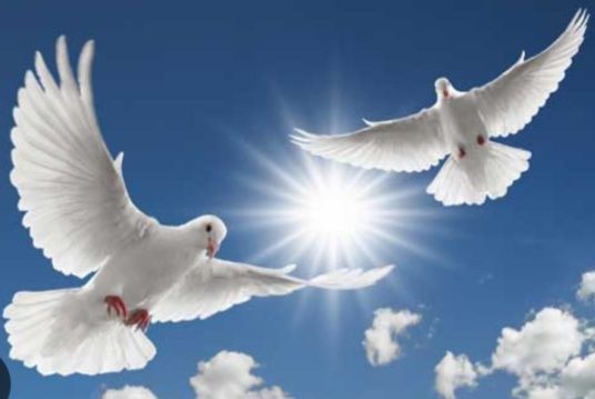 Голуби белые на торжества ,свадьбы, мероприятия.