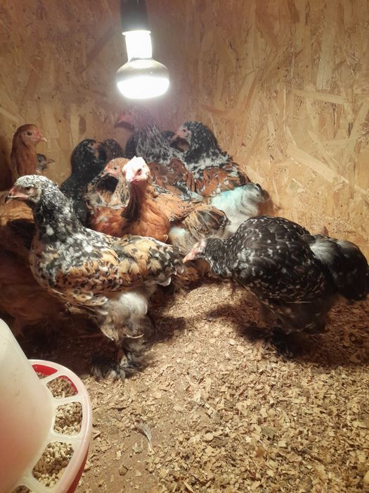 Vind pui brama portelan