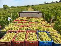 Strugurii de vin