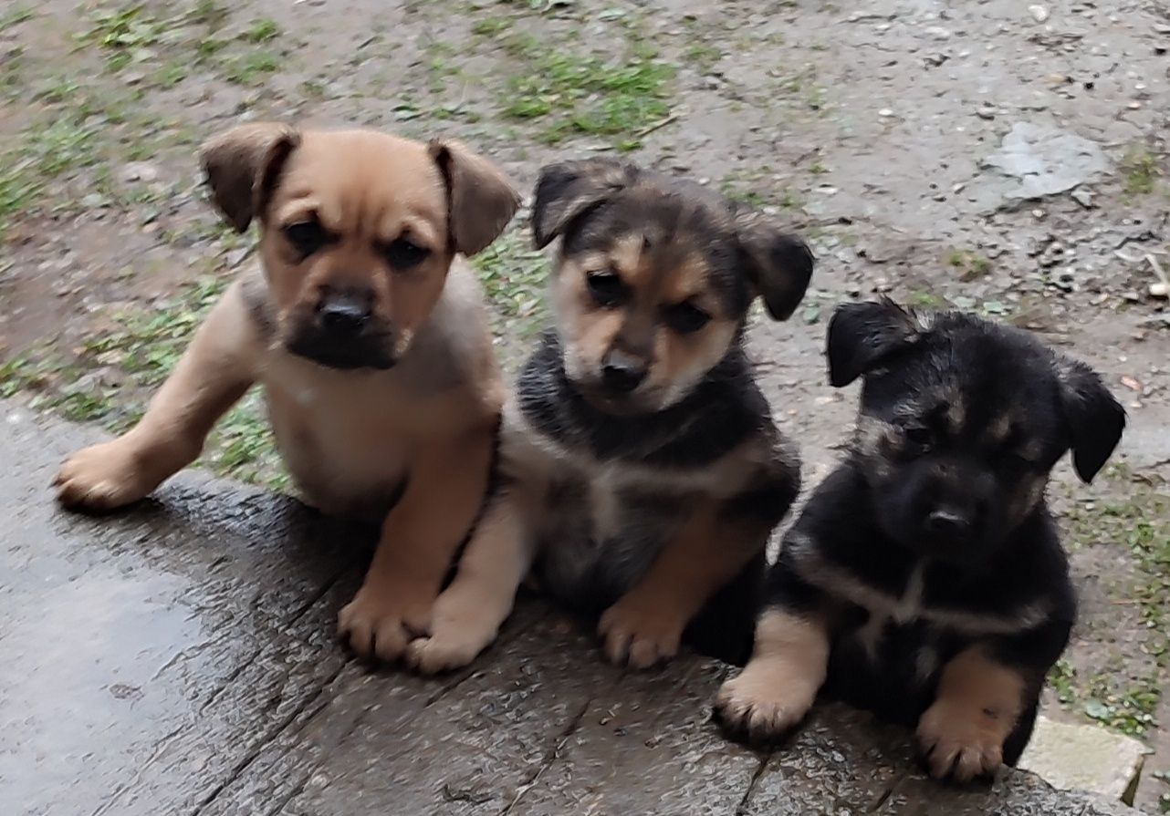 Gratis ,ofer spre adopție trei femele talie mica